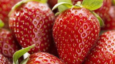 Salieron las primeras frutillas: a cuánto se vende el kilo en Jujuy