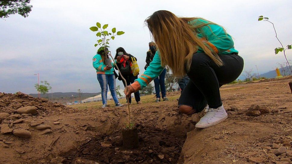 comenzaron a plantar los lapachos del bosquecito de los estudiantes