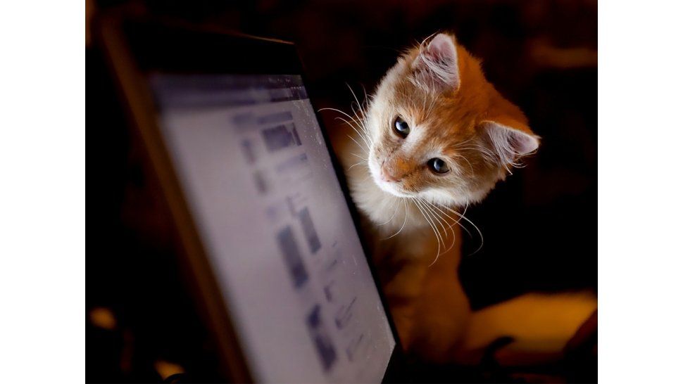 Mirar videos de gatitos