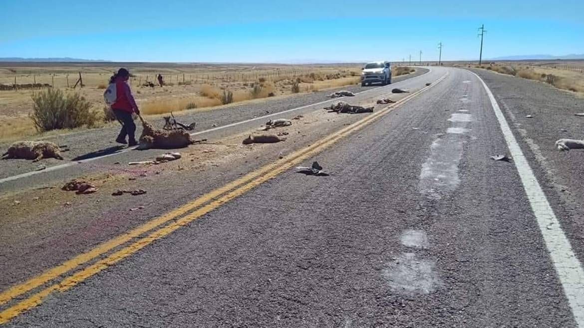 Atropelló al ganado de una pastora en Piedra Negra