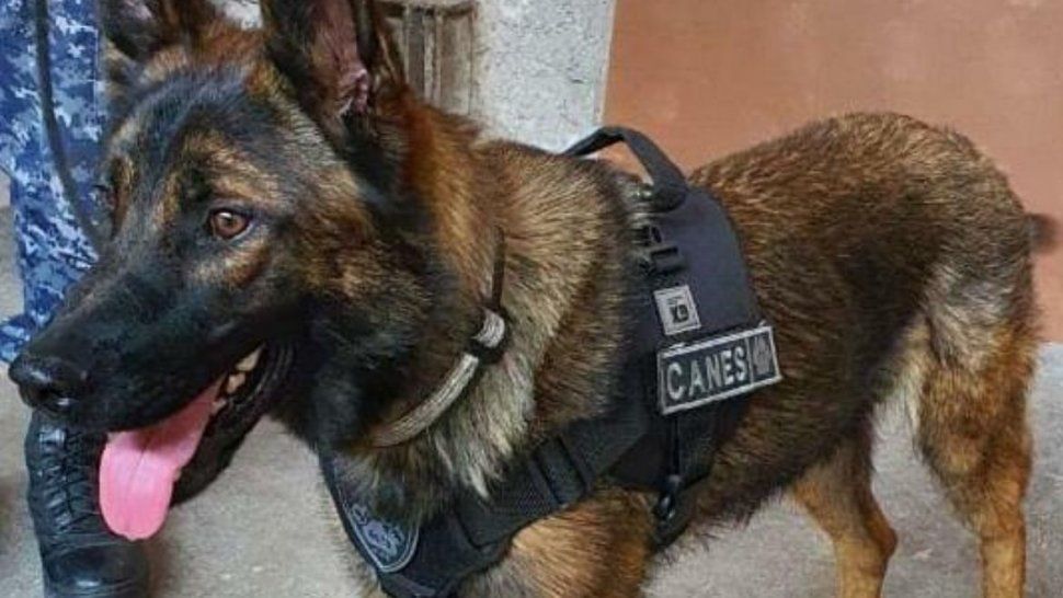 un perro encontro una gran cantidad de marihuana en los perales