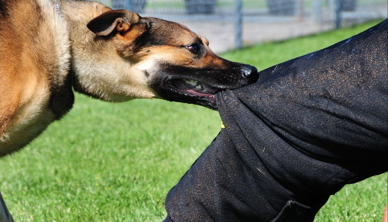 &iquest;Qu&eacute; hacer si un perro te quiere morder?