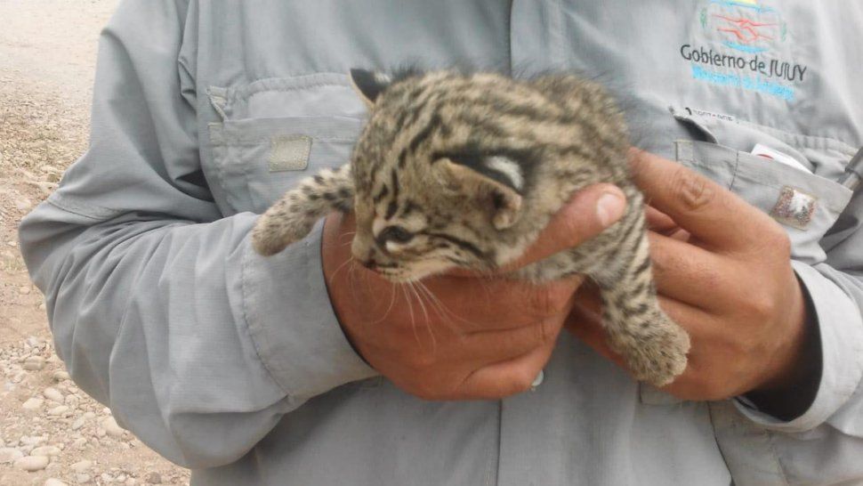incendios en calilegua: rescataron a un gato montes