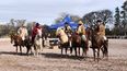 16va edición del Concurso de Caballo Peruano en Jujuy.