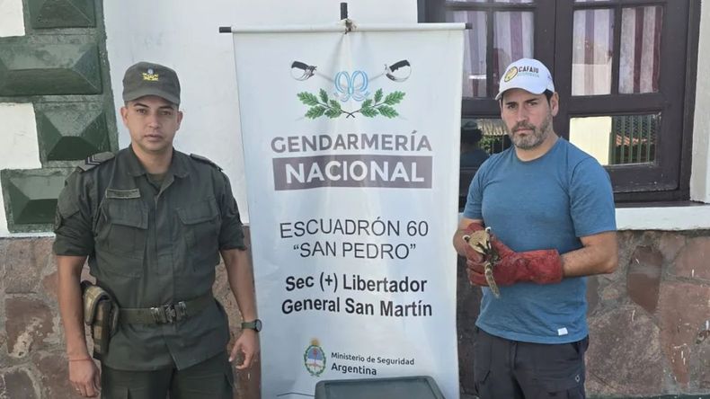 Rescate de fauna silvestre en Jujuy: Gendarmería decomisa loros y un coatí