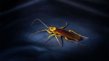 Razones por las que las cucarachas salen de noche