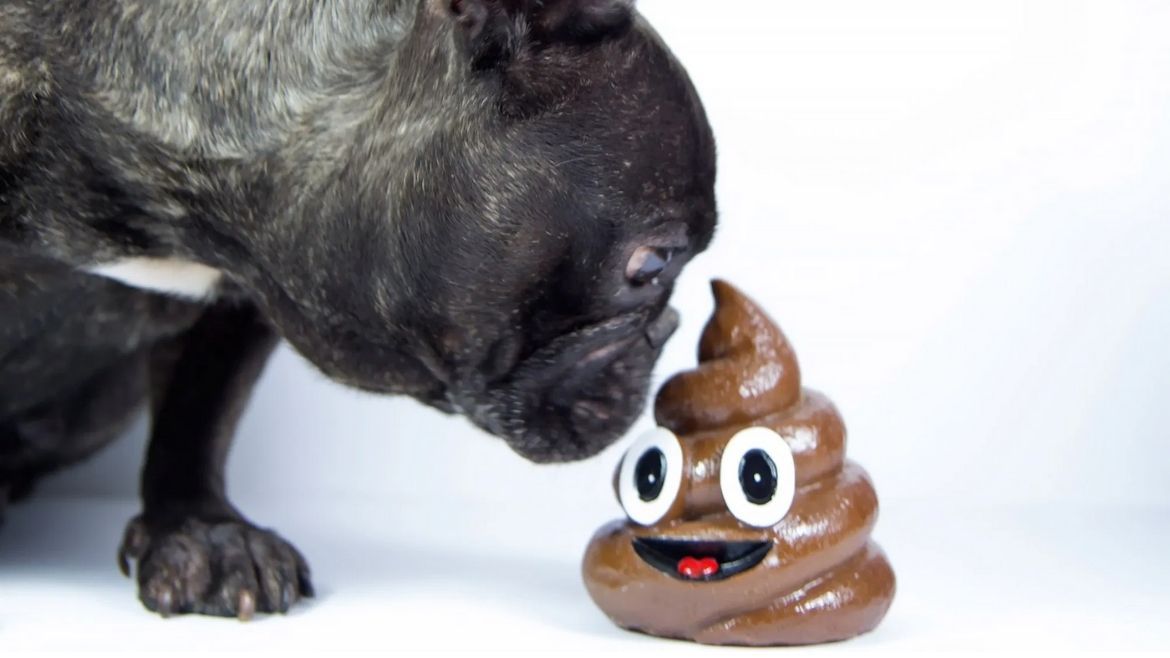 Todo Jujuy | perro -popo.jpg
