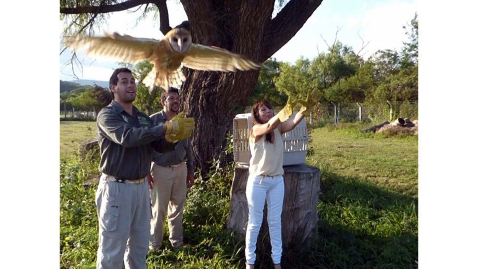 Liberación de las aves