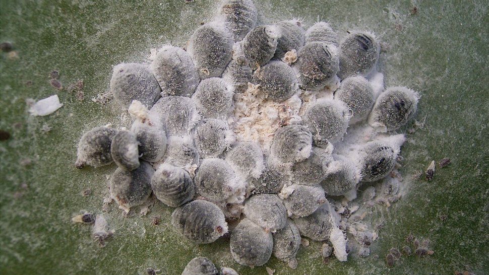 Cochinillas, los insectos triturados que vienen en la comida y nadie sabía