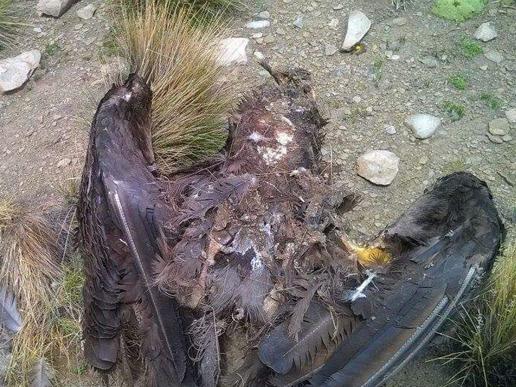 Cóndor muerto en Rinconada