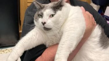 En Estados Unidos adoptaron al gato más grande del mundo: pesa 20 kilos.