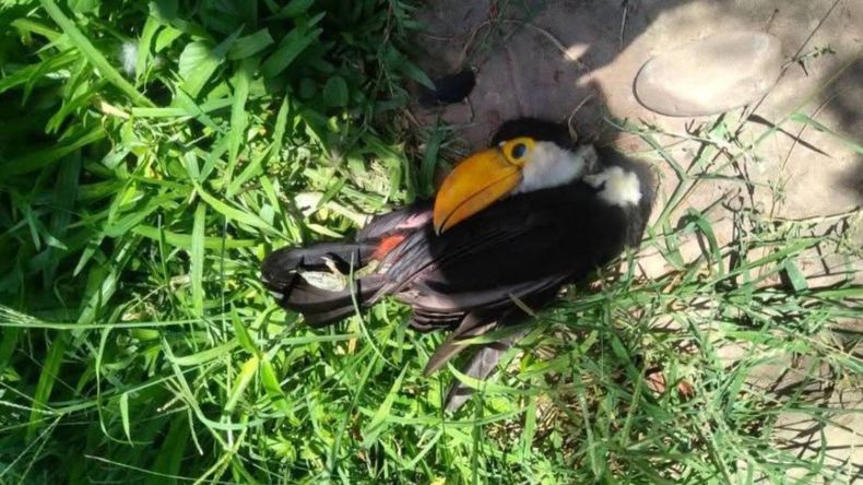 Encontraron un tuc&aacute;n muerto en Calilegua