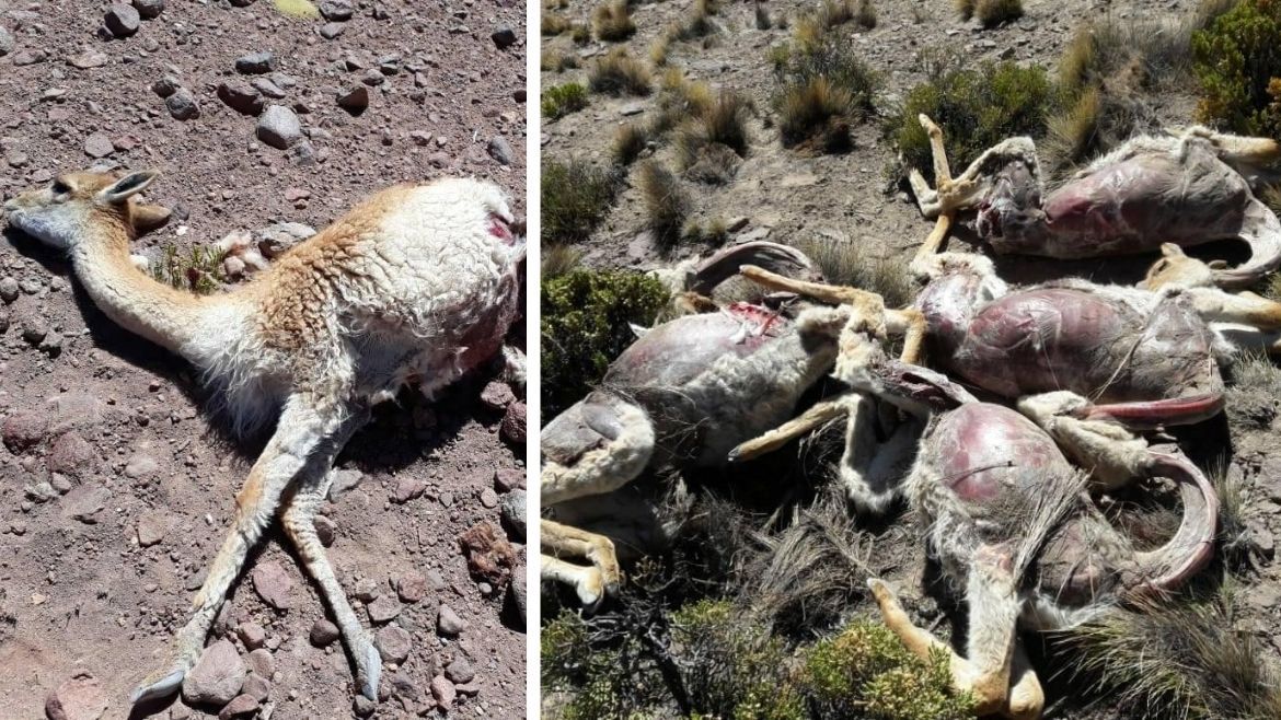 Todo Jujuy | vicuñas 21.jpg