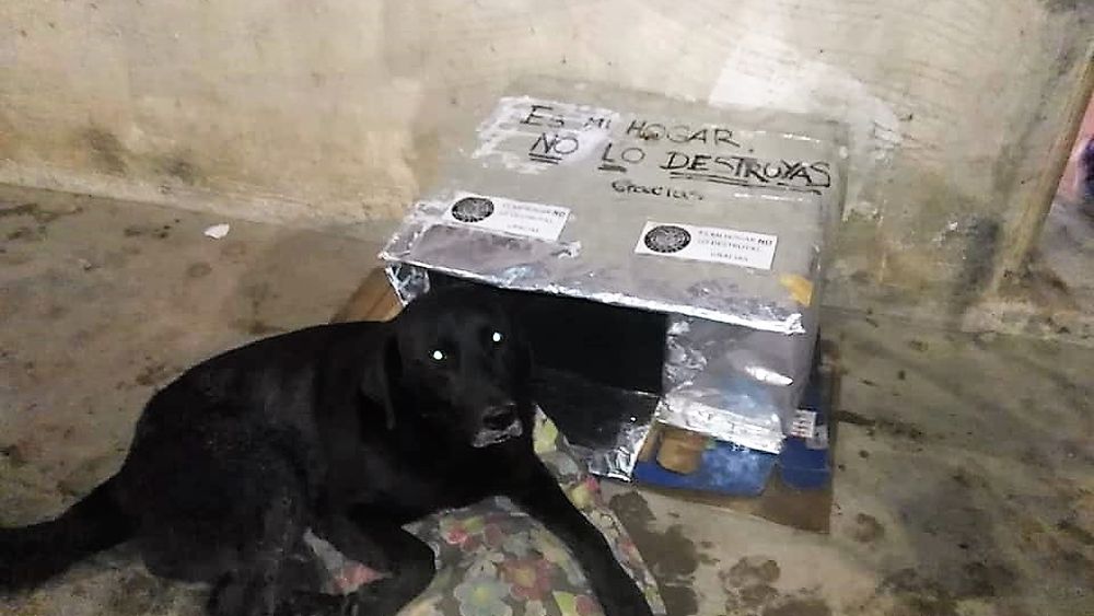 Fabrican cuchas para ayudar a perros callejeros y las distribuyen por los barrios