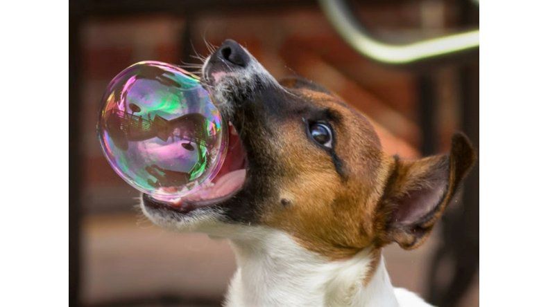 Cuidar a las mascotas