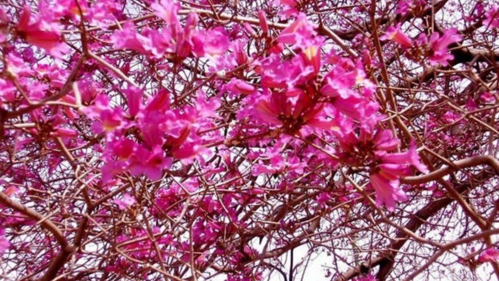 estudiantes plantaran decenas de arboles en ciudad cultural