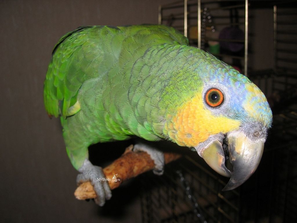 Loro