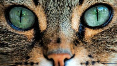 “¿Dónde está el gato?”, el desafío que es furor en las redes sociales.&nbsp;