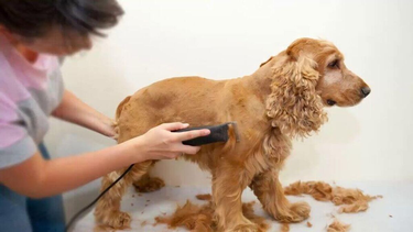Por qué no se debe rapar a los perros en verano