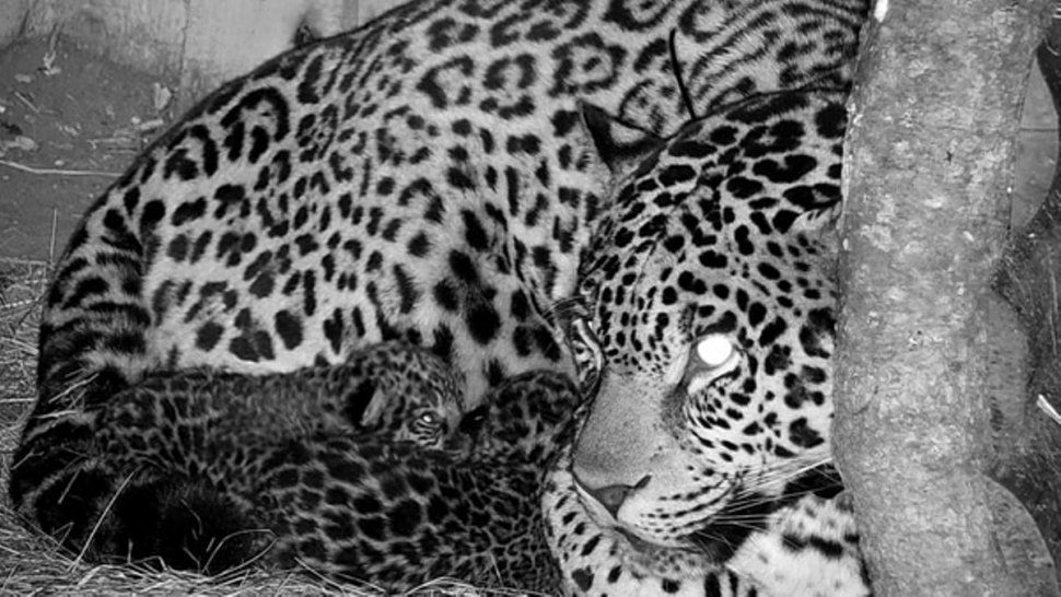 Yaguareté: Jujuy genera conciencia sobre su conservación