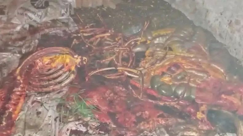 Los animales fueron sacrificados brutalmente.&nbsp;