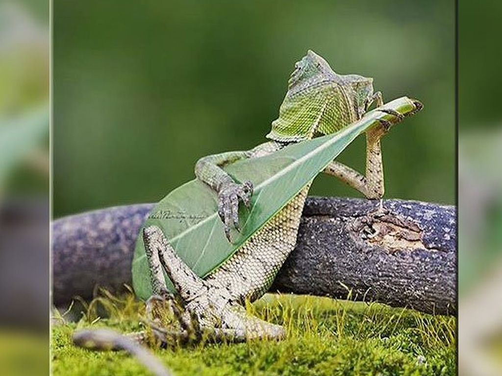 Lagarto Rockero