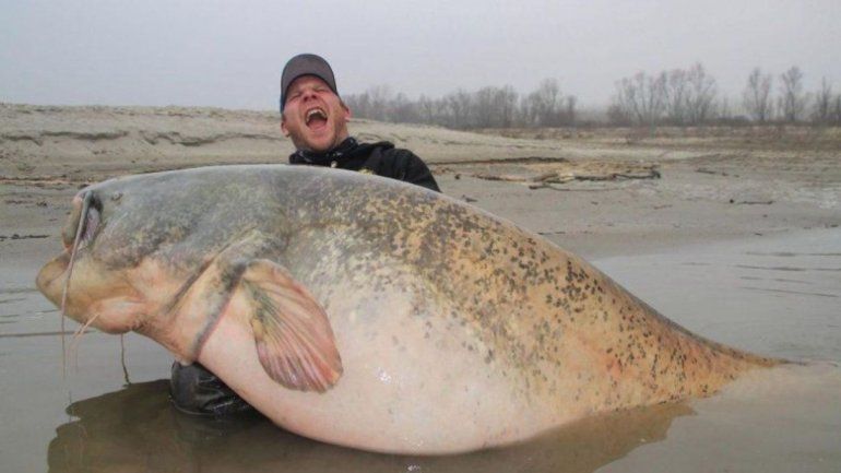 gigante_crop1520536783170.jpg_1734428432.jpg