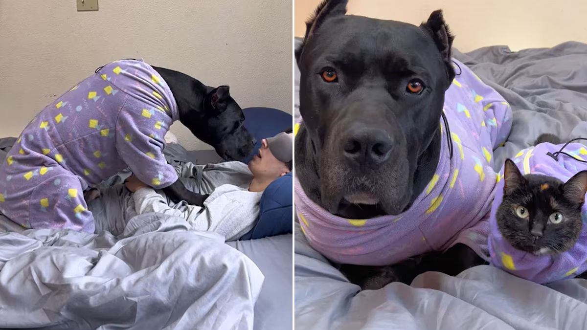 Explicó que su perro tiene actitudes de gato y causó sensación en las redes. &nbsp;