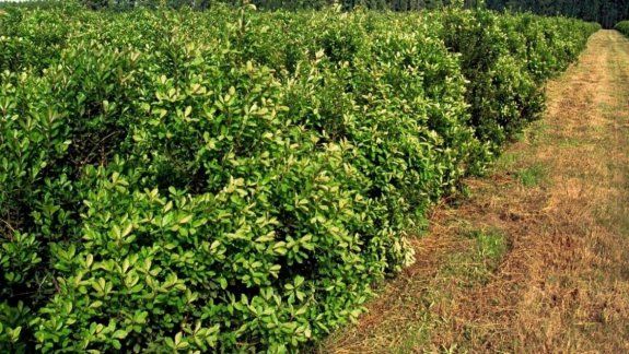 Día nacional del mate: las diferencias entre el argentino y el uruguayo