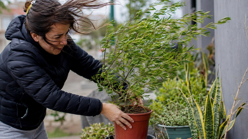 Todo Jujuy | Imagen generada con IA - Cuidado de plantas viento norte