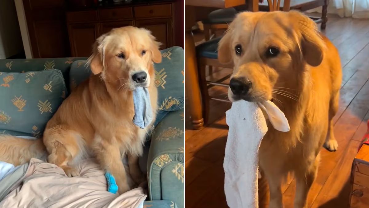 Las travesuras de un perro golden retriever a lo largo de una semana completa ha logrado captar el interés de millones.