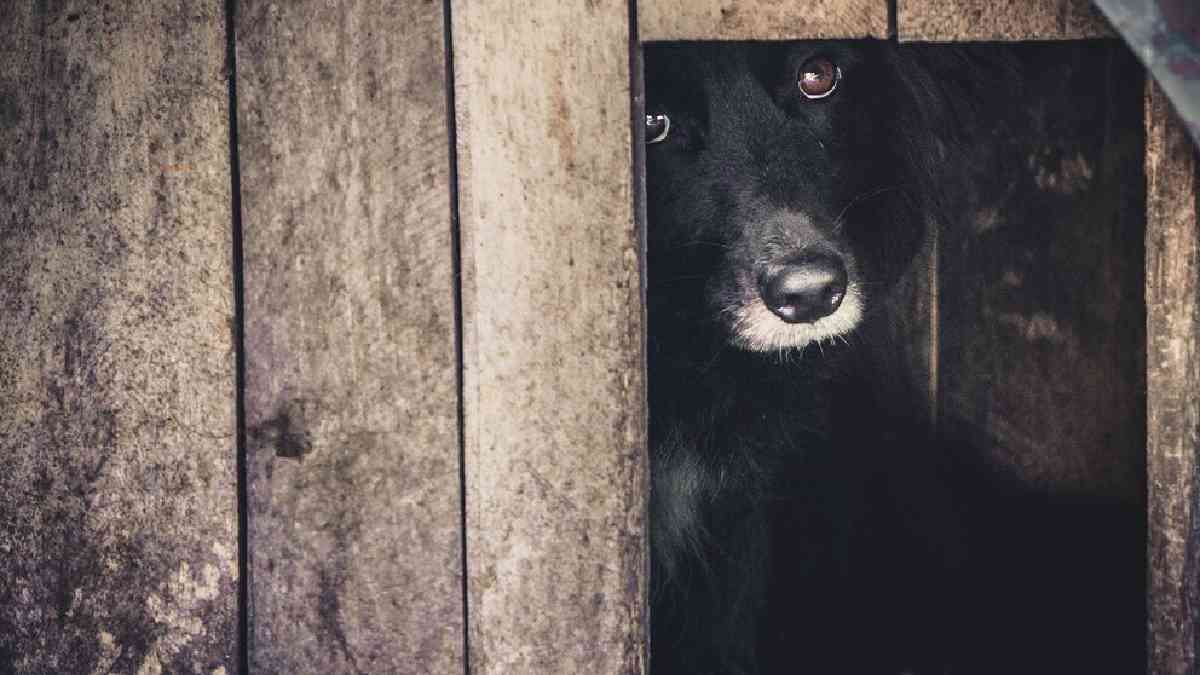 Las mascotas y la pirotecnia sonora (Foto ilustrativa)