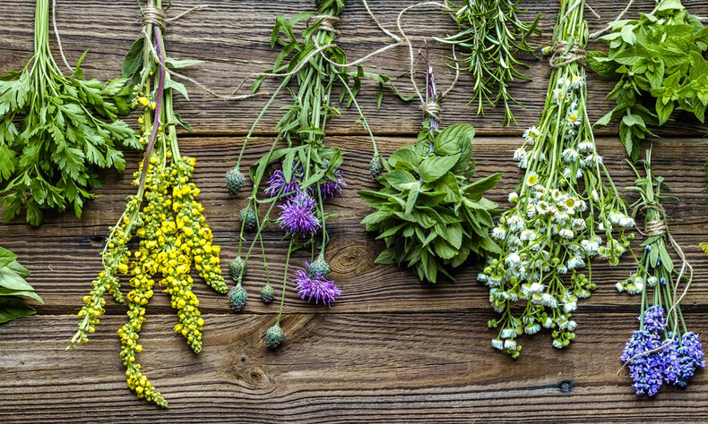 Plantas medicinales.