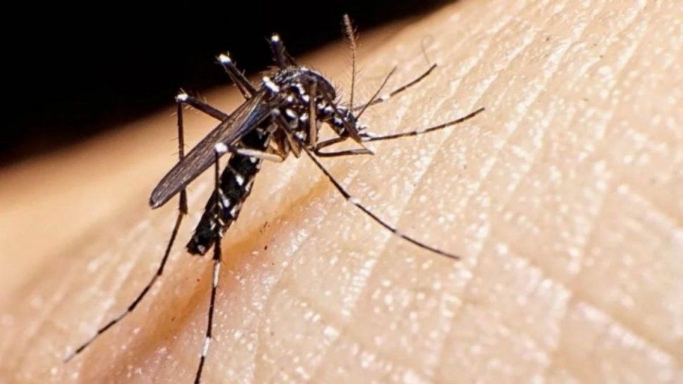 Aedes Aegypti, el mosquito transmisor del dengue.