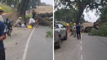 Herido por el temporal de viento.