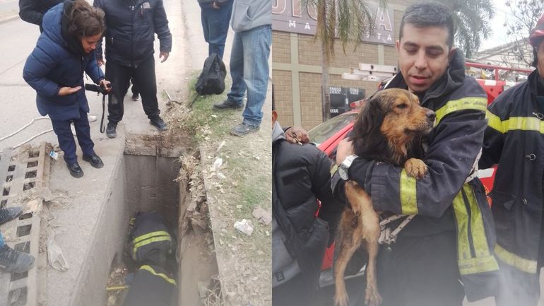 Rescataron a un perro dentro de una alcantarilla en San Pedro