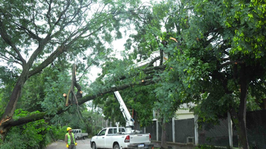 Arbolado urbano: cómo reportar riesgos y qué señales observar para evitar inconvenientes Arbolado urbano: cómo reportar riesgos y qué señales observar para evitar inconvenientes