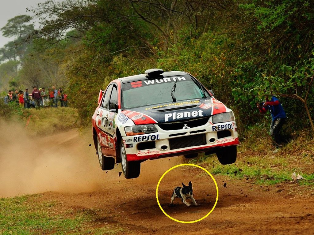 Perro milagroso