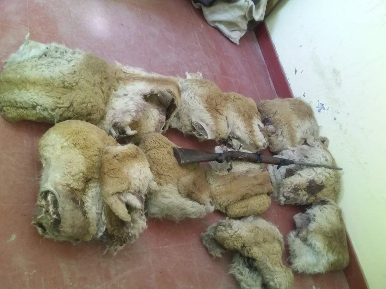 Vicuñas.jpeg