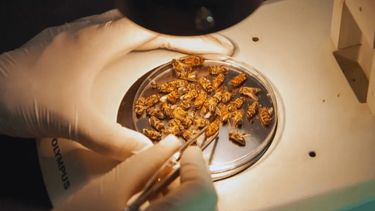 Lograron reducir el impacto de un virus letal para las abejas. Lograron reducir el impacto de un virus letal para las abejas.