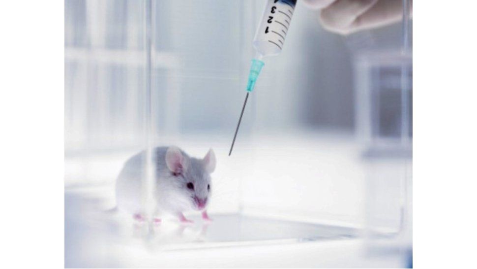 Revierten síntomas en rat