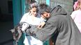 Se viene una castraciónde mascotas en Huaico (Foto ilustrativa)