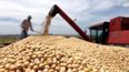 Soja 2025/26: la producción alcanzó 50,1 millones de toneladas