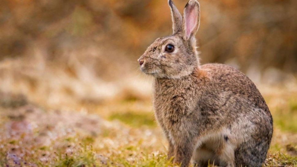 polemica en tierra del fuego: fumigaran para eliminar a conejos silvestres