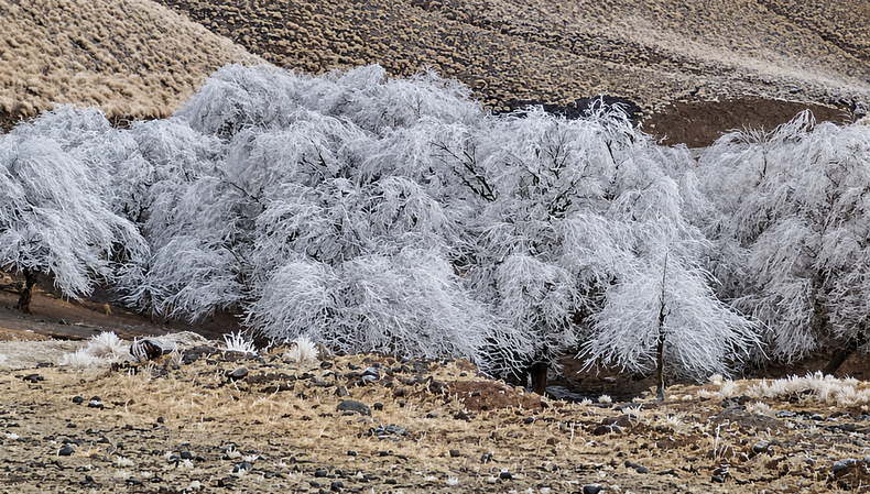 Nieve en Tafí del Valle - Tucumán (Foto: La Gaceta)