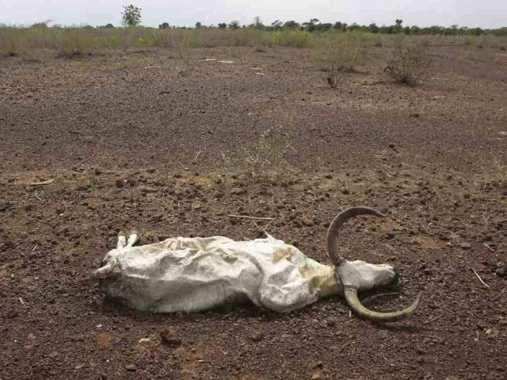 Muerte de animales