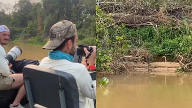 Registró el momento en que un yaguareté se enfrenta a un cocodrilo y logra atraparlo.