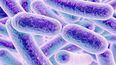 El microbioma intestinal es considerado como un órgano vital que desempeña múltiples funciones importantes.