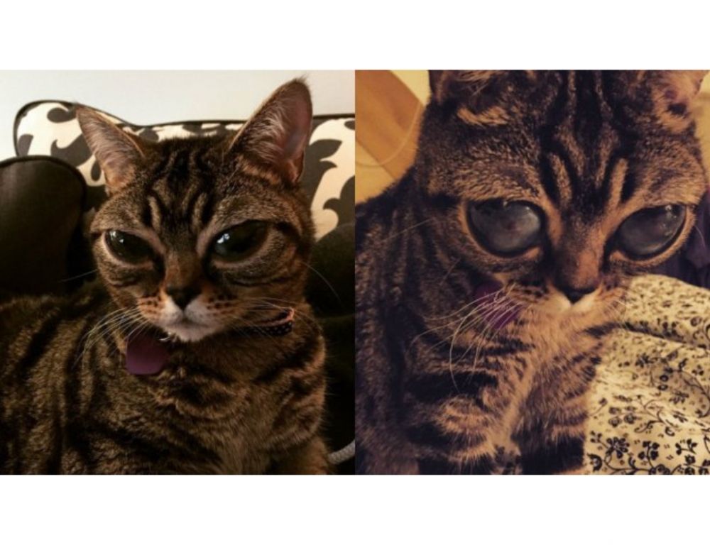 Gata Matilda