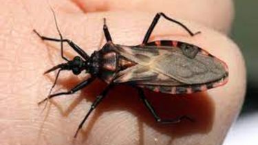 El mal de chagas es una enfermedad generada por el parásito protozoario Trypanosoma cruzi (T. cruzi).